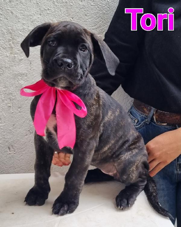 Tori Cucciola Mix Corso